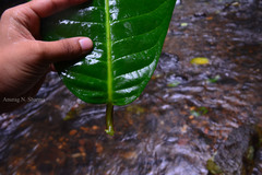 Semecarpus kathalekanensis